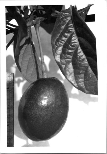 Inch avocado hanging - inch,