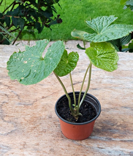 Wasabi plant indoor outdoor - plant, indoor/outdoor