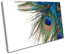 Peacock Feathers Animals