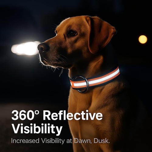 2026 pawliberation magnetic - 2026,