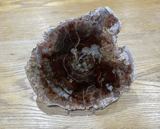 Polished Slice of Petrified