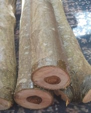 laburnum wood carving blank