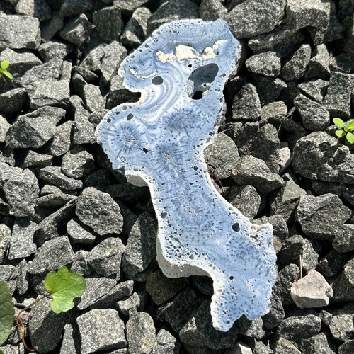 Blue coral slice - coral, (3)