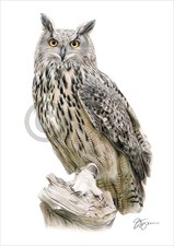 Bird EAGLE OWL colour pencil