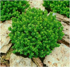 Hebe 'Buxifolia Nana' | Evergreen Shrub | Pot Plant