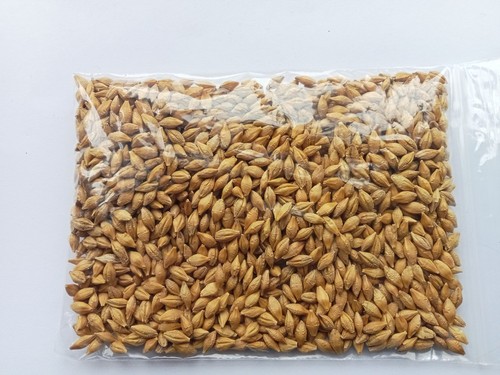 Wheat grass grow your - grow, cat