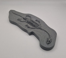 plesiosaurus Fossil Skeleton -