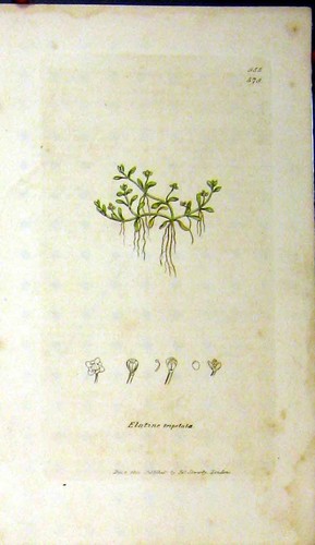 Original old antique print - original,