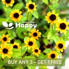 CREEPING ZINNIA - 260 SEEDS -