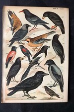 Gordon C1900 Bird Print. Starling, Chough, Magpie, Jackdaw, Crow, Raven, Jay 09