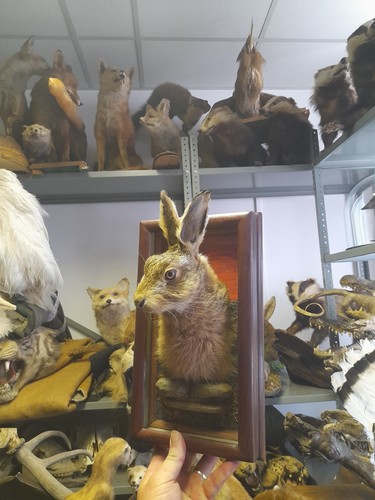 Taxidermy hare with decorative - with,