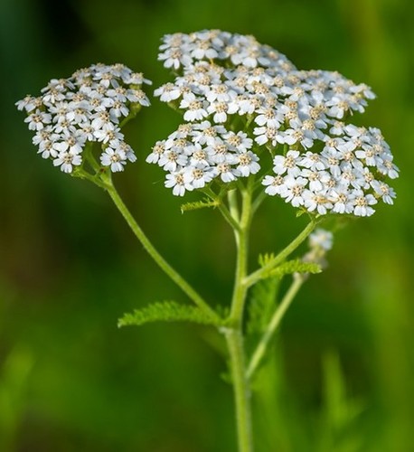 Achillea millennium yarrow - millennium,,