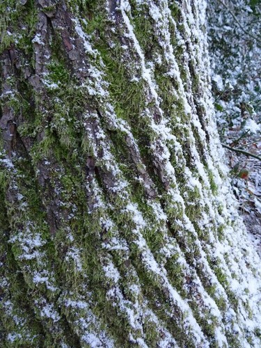 Photo 6x4 snow oak tree - an,