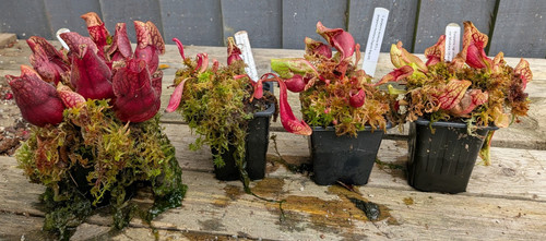 Sarracenia purpurea ssp