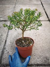 Crassula sarcocaulis UK Hardy Bonsai Jade Plant  Outdoor Bonsai in 1L Pot