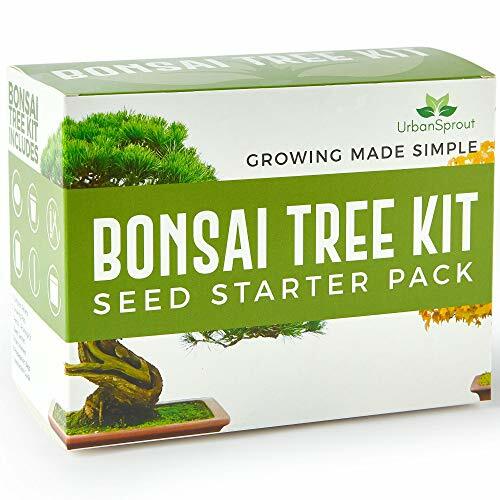 Bonsai tree kit - tree,