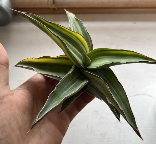 Sansevieria hybrid blue leaf