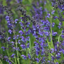 Salvia pratensis / Meadow