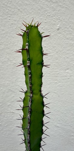 Euphorbia heterochroma - , v