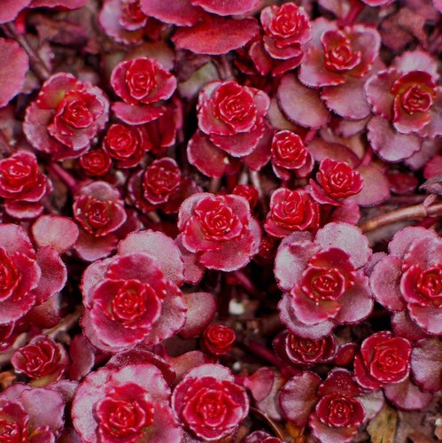 Hardy sedum unrooted cuttings - unrooted,