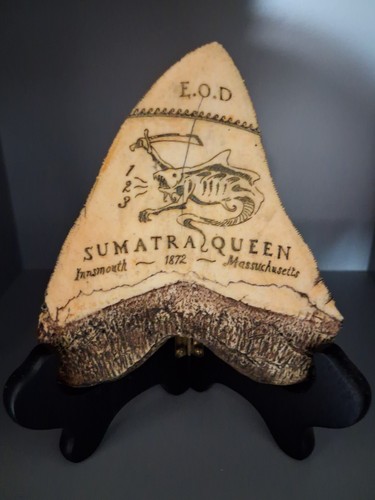 Tooth dagon megalodon - dagon,