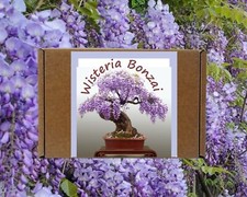 Wisteria Bonsai Tree Seeds Kit - Perfect Christmas Gift for Gardening Enthusiast