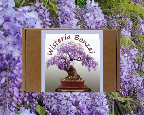Wisteria bonsai tree seeds - bonsai,