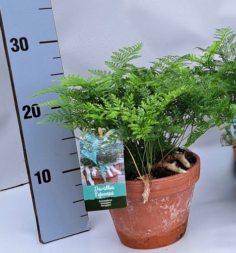 Davallia solida var - ., fejeensis