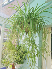 EXTRA LARGE Well ROOTED Air