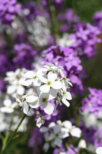 Hesperis matronalis sweet - matronalis,