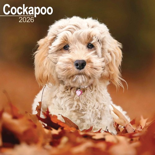 Cockapoo calendar 2026 wall - cockapoo,
