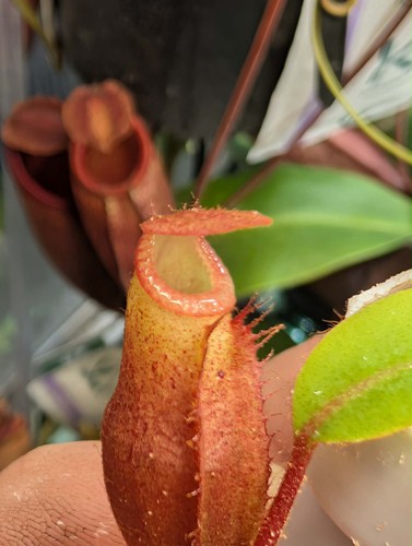 Pot two nepenthes - of,