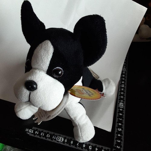Not for sale - , puppy