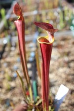 Sarracenia - 🔥🔥 Waccamaw
