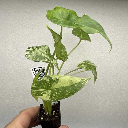 Alocasia simpo albo variegata - simpo,