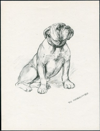 Bulldog vintage 1937 dog art - bulldog,