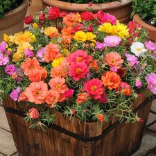 100 Mixed UK Moss Rose Seeds Portulaca Grandiflora Grow Coloured Garden Flowers