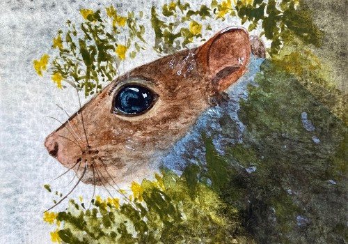Original watercolour squirrel - watercolour,
