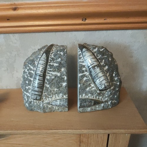 Pair orthoceras fossil book - pair,