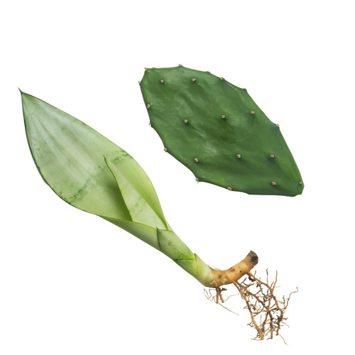 Unrooted succulent cuttings - succulent,