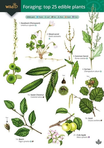Foraging top edible - top, 25