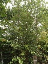 Silver Birch Tree Betula