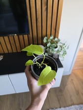 Neon Pothos Trailing Hanging