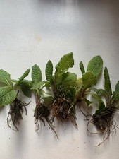 5 X Starter Yellow  Wild