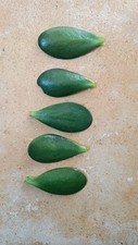 5 X Large Jade Crassula Ovata Succulent Money plant Tree unrooted leaf cuttings