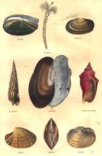 MOLLUSCS. nutlet; Térébelle; Solenelle, screw spike, floater, Volute 1873