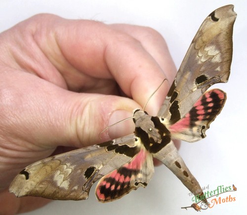 Adhemarius gannascus hawk moth - adhemarius,