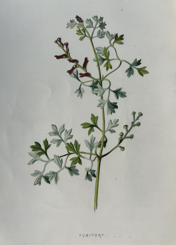 Antique print fumitory c1800s - antique,