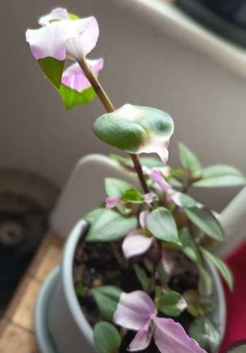 Tradescantia blushing bride - tradescantia, 'blushing