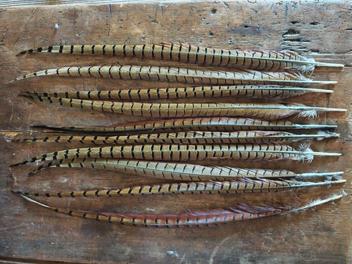 Common pheasant tail feathers - pheasant,
